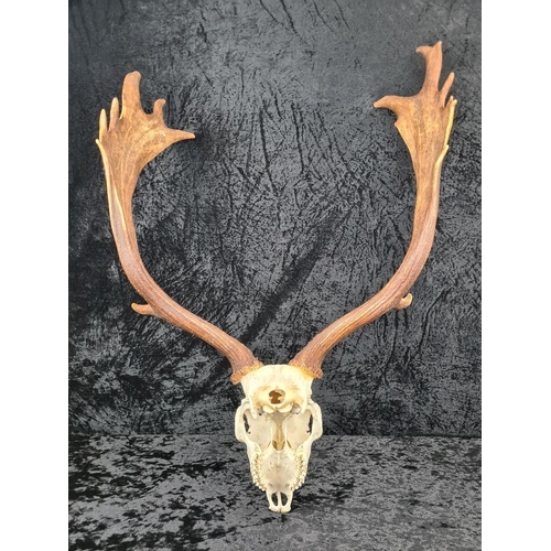 27a - Deer skull with antlers. Approx H70cm.