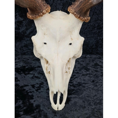 27a - Deer skull with antlers. Approx H70cm.