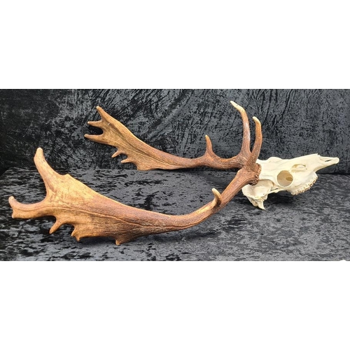 27a - Deer skull with antlers. Approx H70cm.