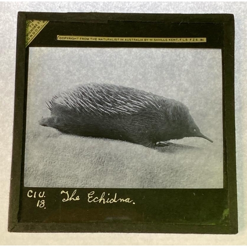 62 - Box of antique Magic Lantern glass plates - this collection features a mix of slides including paint... 