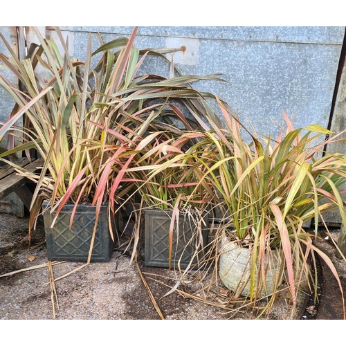 896 - Three planters containing New Zealand flax plants. Tallest planter approx H33cm