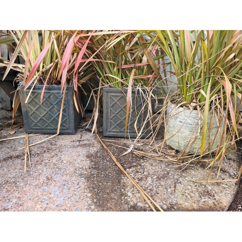 896 - Three planters containing New Zealand flax plants. Tallest planter approx H33cm