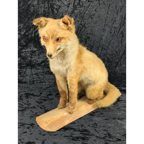 58 - Taxidermy fox cub on a wooden mount, dated 1984. Approx H36cm.