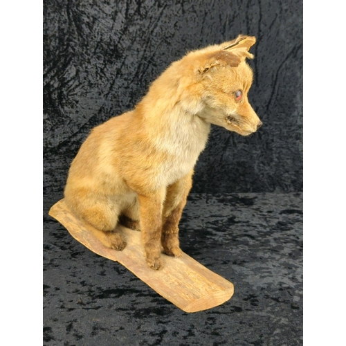 58 - Taxidermy fox cub on a wooden mount, dated 1984. Approx H36cm.