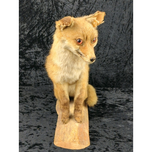 58 - Taxidermy fox cub on a wooden mount, dated 1984. Approx H36cm.