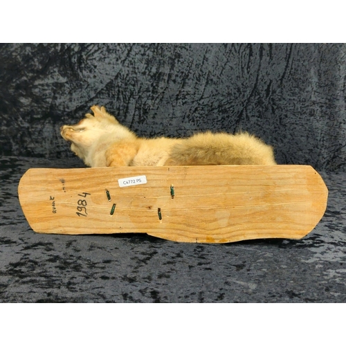 58 - Taxidermy fox cub on a wooden mount, dated 1984. Approx H36cm.