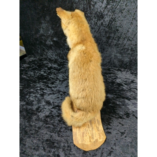 58 - Taxidermy fox cub on a wooden mount, dated 1984. Approx H36cm.