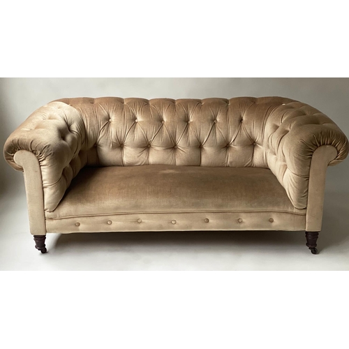 604 - CHESTERFIELD SOFA, Victorian walnut upholstered in golden brown velvet with rounded buttoned back an... 