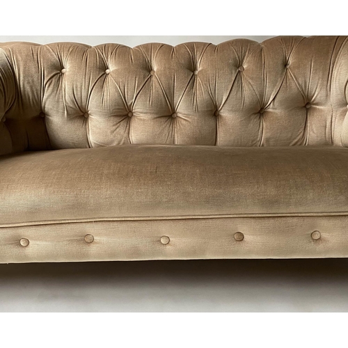 604 - CHESTERFIELD SOFA, Victorian walnut upholstered in golden brown velvet with rounded buttoned back an... 