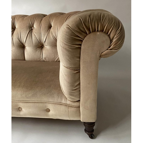 604 - CHESTERFIELD SOFA, Victorian walnut upholstered in golden brown velvet with rounded buttoned back an... 