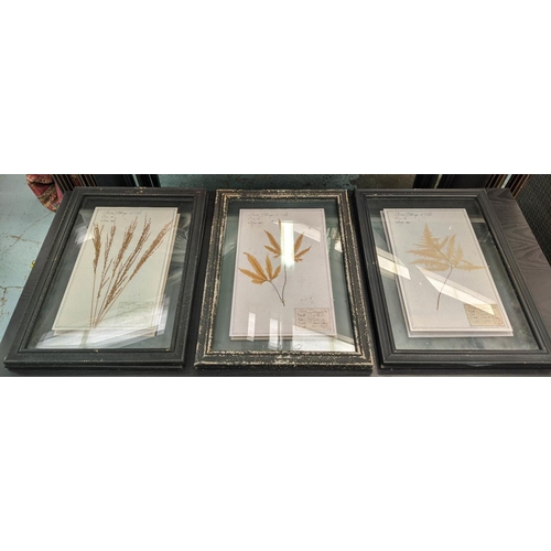 183 - PRESSED BOTANICAL DISPLAYS, a set of six, 58cm x 40cm, framed and glazed. (6)