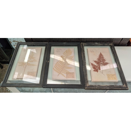 184 - PRESSED BOTANICAL DISPLAYS, a set of six, 58cm x 40cm, framed and glazed. (6)