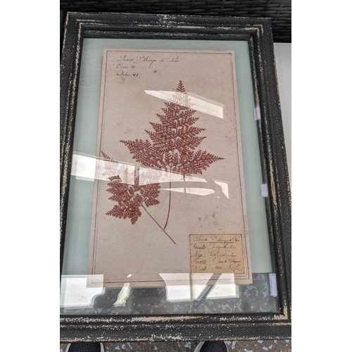 184 - PRESSED BOTANICAL DISPLAYS, a set of six, 58cm x 40cm, framed and glazed. (6)