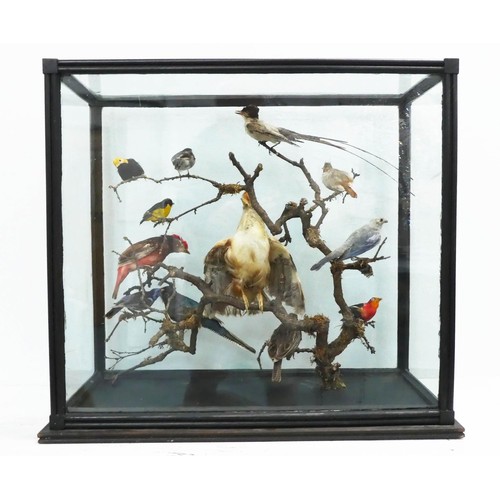 532 - TAXIDERMY BIRDS ON BRANCHES, in a case, 67cm W x 34cm D x 59cm H, probably of South American interes... 