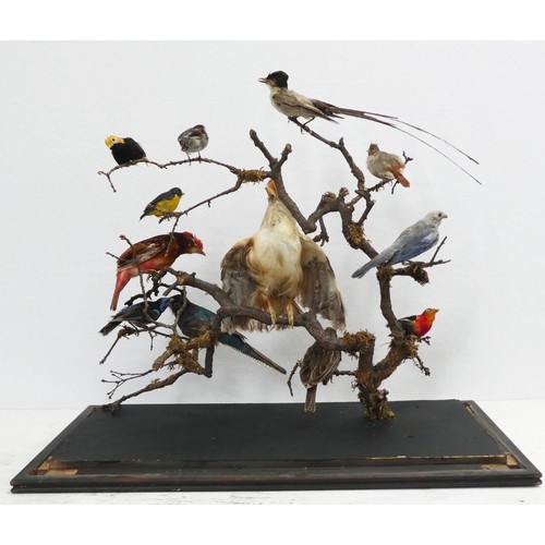 532 - TAXIDERMY BIRDS ON BRANCHES, in a case, 67cm W x 34cm D x 59cm H, probably of South American interes... 