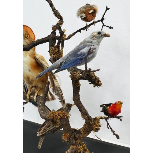 532 - TAXIDERMY BIRDS ON BRANCHES, in a case, 67cm W x 34cm D x 59cm H, probably of South American interes... 