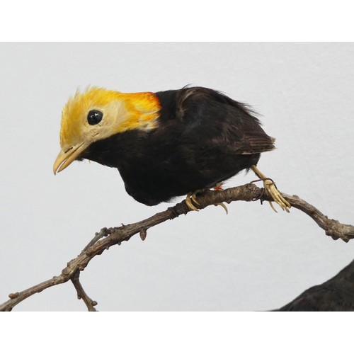 532 - TAXIDERMY BIRDS ON BRANCHES, in a case, 67cm W x 34cm D x 59cm H, probably of South American interes... 