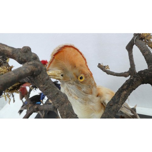 532 - TAXIDERMY BIRDS ON BRANCHES, in a case, 67cm W x 34cm D x 59cm H, probably of South American interes... 