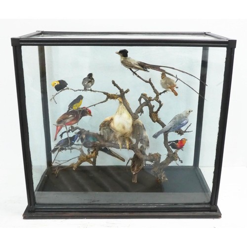 532 - TAXIDERMY BIRDS ON BRANCHES, in a case, 67cm W x 34cm D x 59cm H, probably of South American interes... 