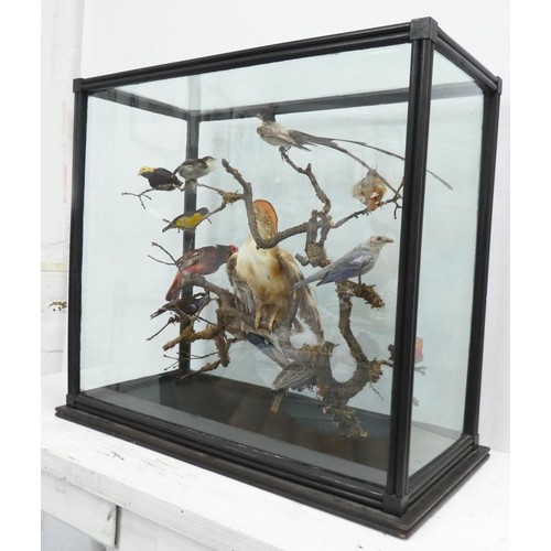 532 - TAXIDERMY BIRDS ON BRANCHES, in a case, 67cm W x 34cm D x 59cm H, probably of South American interes... 