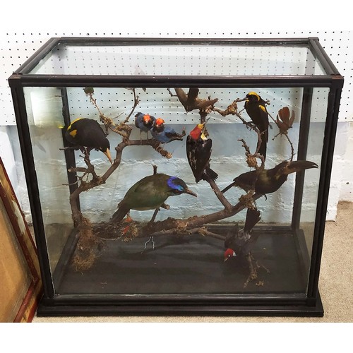 533 - TAXIDERMY BIRDS ON BRANCHES, in a case, 67cm W x 34cm D, probably of South American interest.