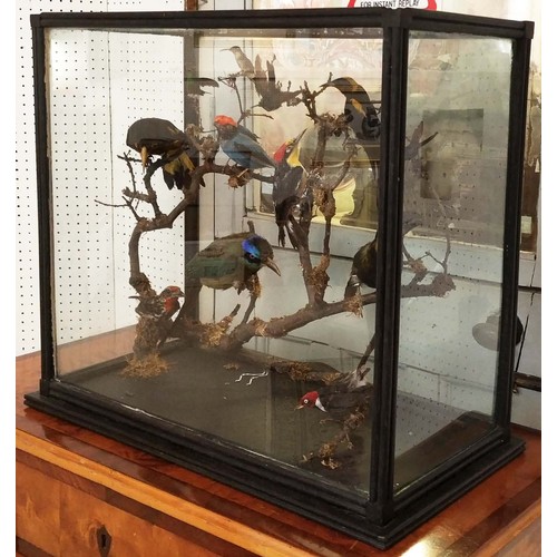 533 - TAXIDERMY BIRDS ON BRANCHES, in a case, 67cm W x 34cm D, probably of South American interest.