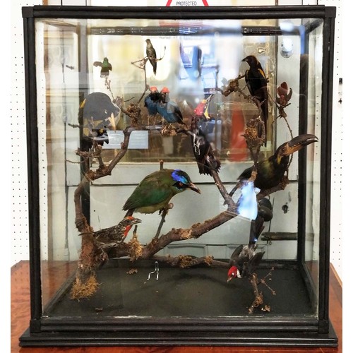 533 - TAXIDERMY BIRDS ON BRANCHES, in a case, 67cm W x 34cm D, probably of South American interest.