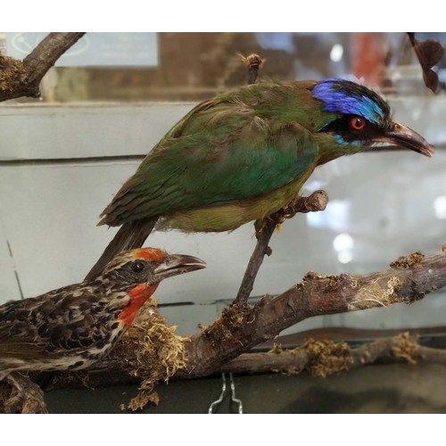 533 - TAXIDERMY BIRDS ON BRANCHES, in a case, 67cm W x 34cm D, probably of South American interest.