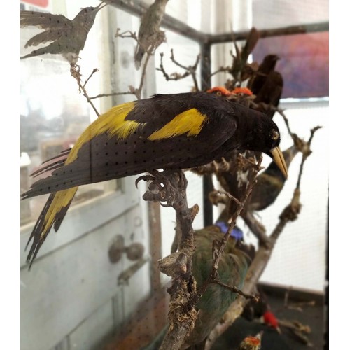 533 - TAXIDERMY BIRDS ON BRANCHES, in a case, 67cm W x 34cm D, probably of South American interest.