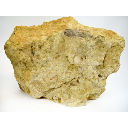 76 - DORSET JURASSIC PARKINSONIA AMMONITE FOSSILS, a set of two, inferior oolite, circa 160 million, 26cm... 