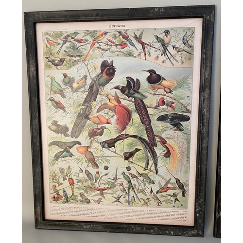 477 - FRENCH NATURALIST PRINTS, a set of two, reproduction vintage style, 110cm x 87cm, framed. (2)