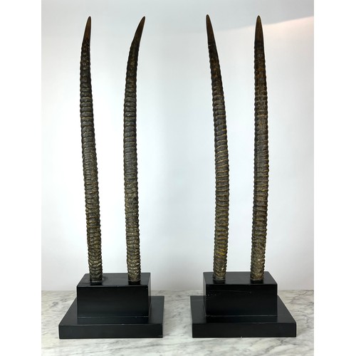 30 - FAUX ORYX TROPHY HORNS, a pair, on ebonised plinth bases, 102cm H. (2)