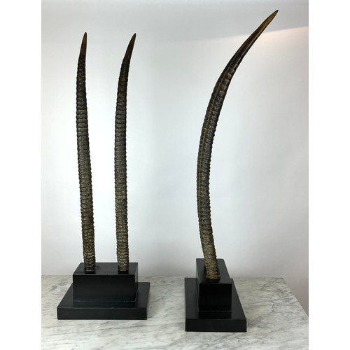 30 - FAUX ORYX TROPHY HORNS, a pair, on ebonised plinth bases, 102cm H. (2)