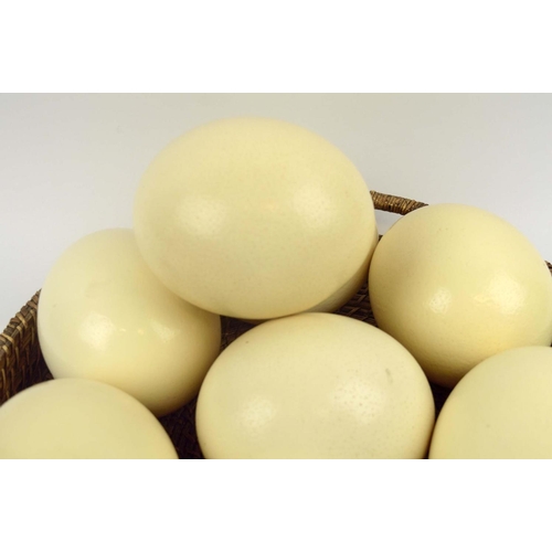 551 - OSTRICH EGGS, eight, in a basket 46cm W. (8)