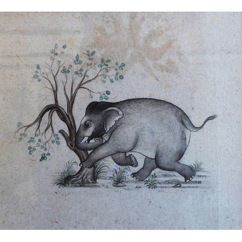 43 - INDIAN SCHOOL 'An Elephant Charging Against a Tree', watercolour, provenance: Brian Sinfield Gallery... 