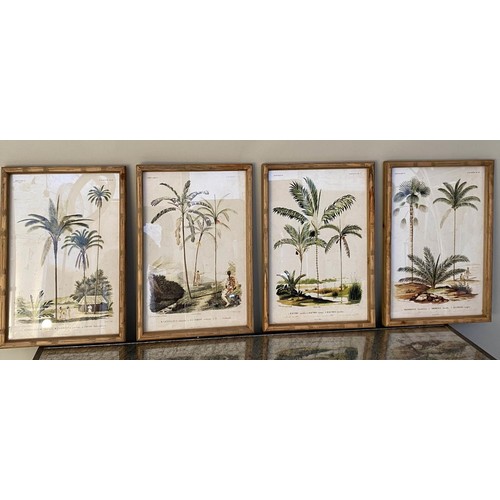 384 - BOTANICAL PALM TREE PRINTS, a set of four, framed and glazed, 50cm x 35cm. (4)