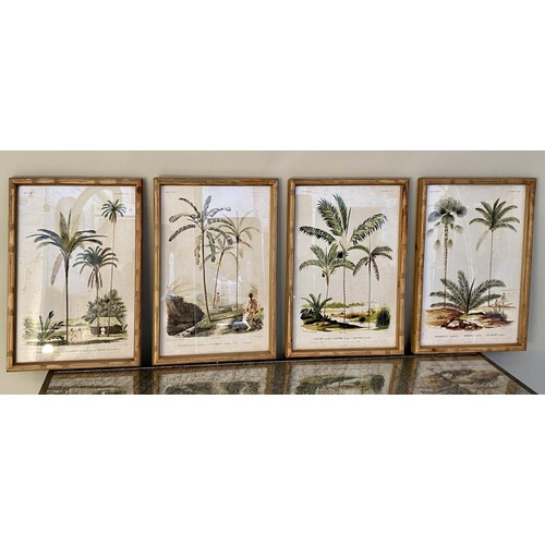 384 - BOTANICAL PALM TREE PRINTS, a set of four, framed and glazed, 50cm x 35cm. (4)