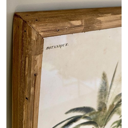 384 - BOTANICAL PALM TREE PRINTS, a set of four, framed and glazed, 50cm x 35cm. (4)