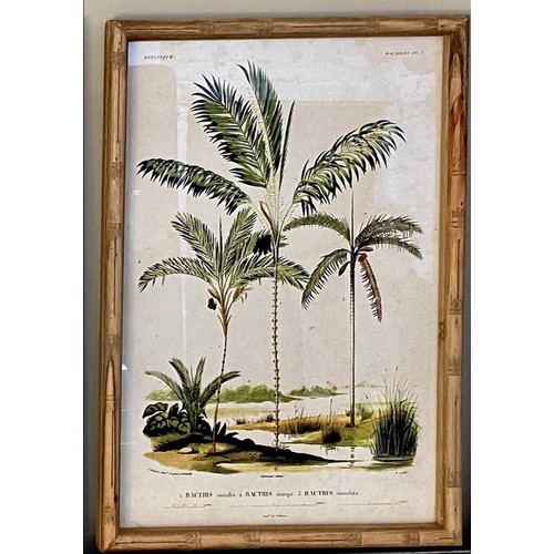 384 - BOTANICAL PALM TREE PRINTS, a set of four, framed and glazed, 50cm x 35cm. (4)