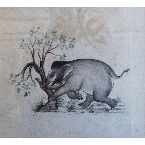 61 - INDIAN SCHOOL 'An Elephant Charging Against a Tree', watercolour, provenance: Brian Sinfield Gallery... 