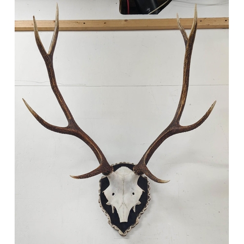 142 - RED DEER TROPHY HEAD MOUNTED ON HIDE SHIELD PLAQUE, antler trim, 95cm H.