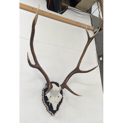 142 - RED DEER TROPHY HEAD MOUNTED ON HIDE SHIELD PLAQUE, antler trim, 95cm H.