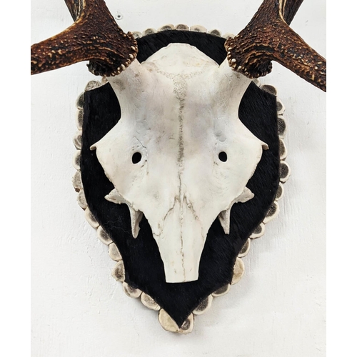 142 - RED DEER TROPHY HEAD MOUNTED ON HIDE SHIELD PLAQUE, antler trim, 95cm H.