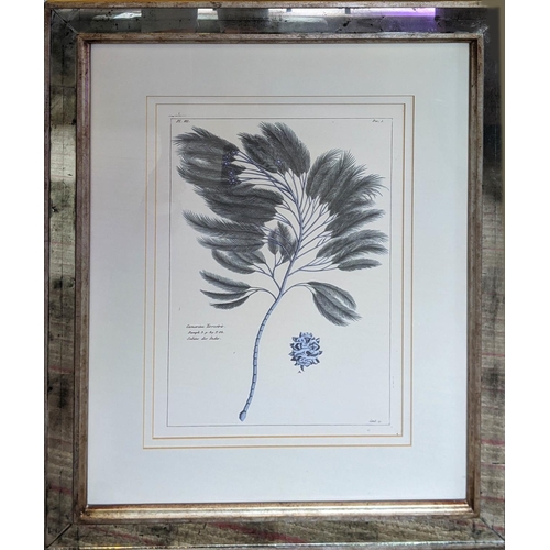 385 - BOTANICAL PRINTS, a set of three, in mirrored frames, 53cm W x 64cm H. (3)