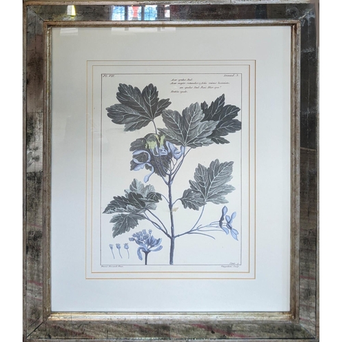 385 - BOTANICAL PRINTS, a set of three, in mirrored frames, 53cm W x 64cm H. (3)