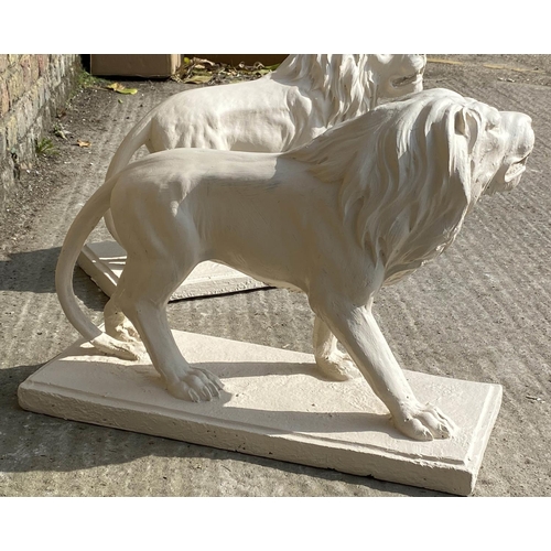 404 - CONTEMPORARY SCHOOL, sculptural roaring lions, a pair, each 42cm H x 55cm W x 22cm D, resin in a pai... 