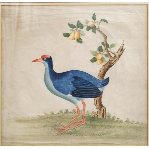 62 - 19TH CENTURY CHINESE SCHOOL, 'Blue Coot', water colour, 35cm x 35cm, framed.