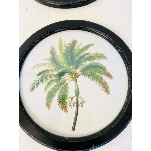 430 - BOTANICAL PALM TREE PRINTS, a set of eight, framed 
35 diam, each.