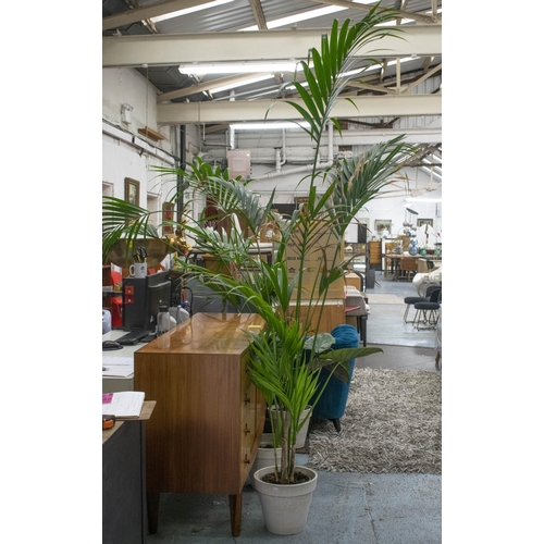 349 - MAJESTY PALM INDOOR PLANTS, two, tallest 230cm H including pots and an elephant ear plant, 84cm H. (... 