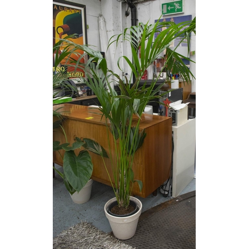 349 - MAJESTY PALM INDOOR PLANTS, two, tallest 230cm H including pots and an elephant ear plant, 84cm H. (... 